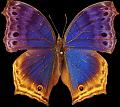 papillons (13)